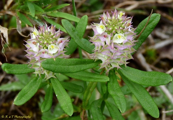 {Polygala cruciata}